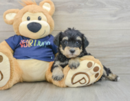 6 week old Mini Schnoodle Puppy For Sale - Pilesgrove Pups