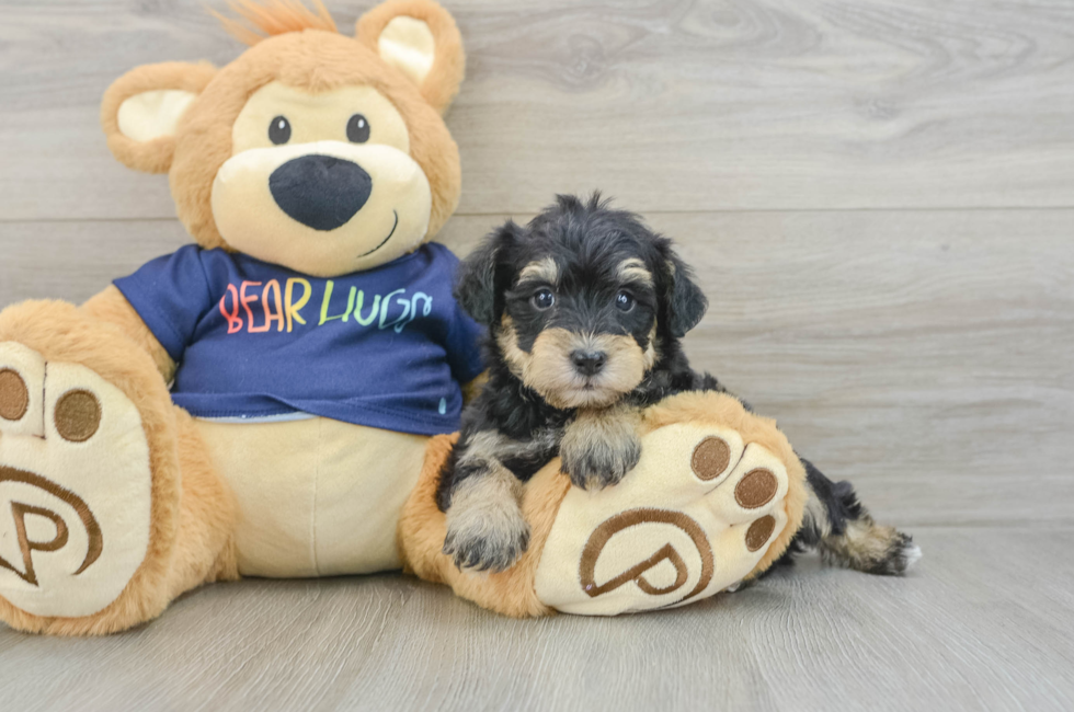 7 week old Mini Schnoodle Puppy For Sale - Pilesgrove Pups