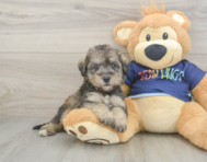 7 week old Mini Schnoodle Puppy For Sale - Pilesgrove Pups
