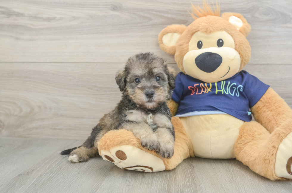 5 week old Mini Schnoodle Puppy For Sale - Pilesgrove Pups
