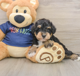 6 week old Mini Schnoodle Puppy For Sale - Pilesgrove Pups
