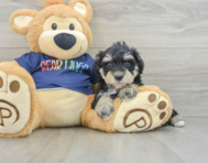 6 week old Mini Schnoodle Puppy For Sale - Pilesgrove Pups