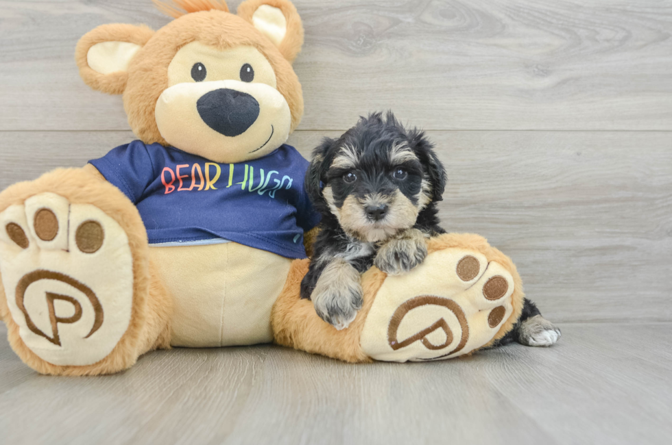 7 week old Mini Schnoodle Puppy For Sale - Pilesgrove Pups