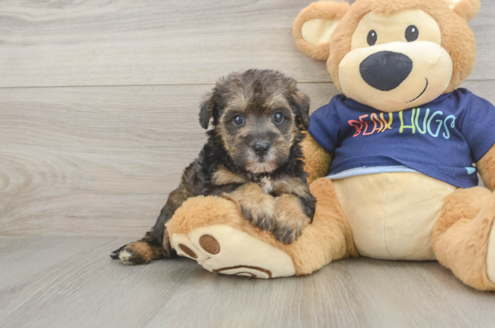 5 week old Mini Schnoodle Puppy For Sale - Pilesgrove Pups