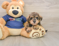 8 week old Mini Schnoodle Puppy For Sale - Pilesgrove Pups