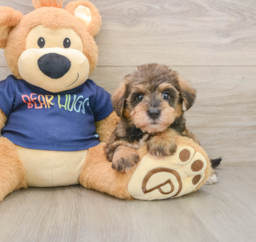 7 week old Mini Schnoodle Puppy For Sale - Pilesgrove Pups