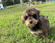 11 week old Mini Schnoodle Puppy For Sale - Pilesgrove Pups