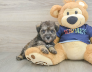 7 week old Mini Schnoodle Puppy For Sale - Pilesgrove Pups