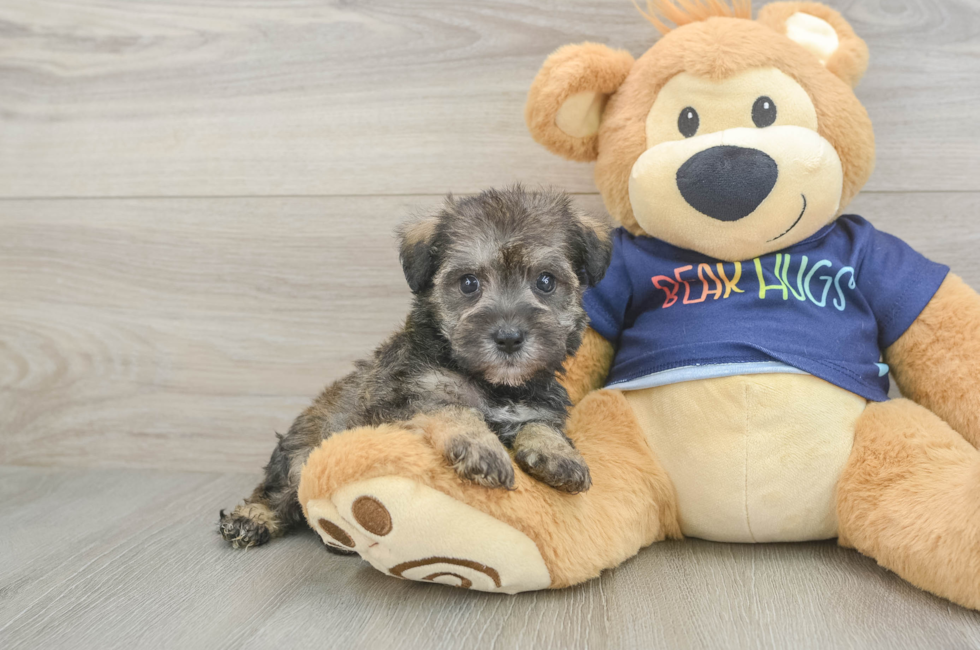 5 week old Mini Schnoodle Puppy For Sale - Pilesgrove Pups
