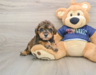 7 week old Mini Schnoodle Puppy For Sale - Pilesgrove Pups