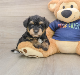 6 week old Mini Schnoodle Puppy For Sale - Pilesgrove Pups