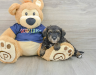 7 week old Mini Schnoodle Puppy For Sale - Pilesgrove Pups