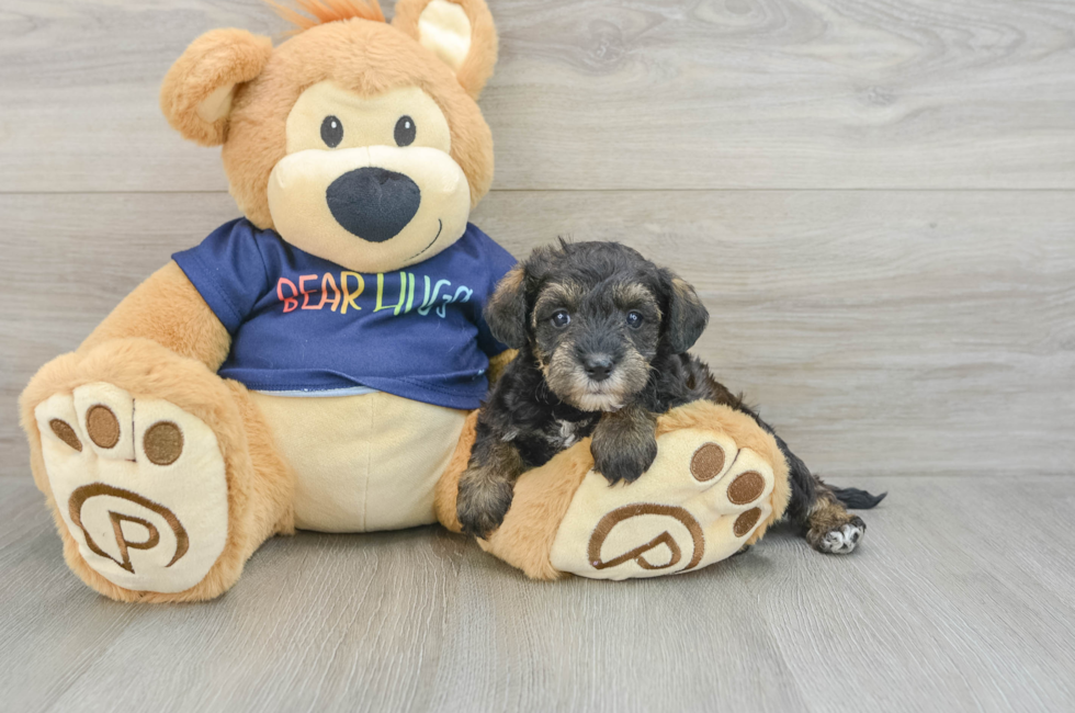 7 week old Mini Schnoodle Puppy For Sale - Pilesgrove Pups