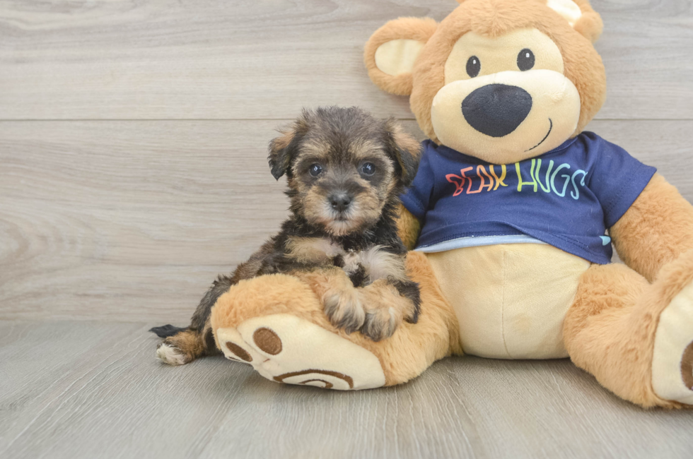 5 week old Mini Schnoodle Puppy For Sale - Pilesgrove Pups