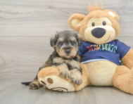 8 week old Mini Schnoodle Puppy For Sale - Pilesgrove Pups