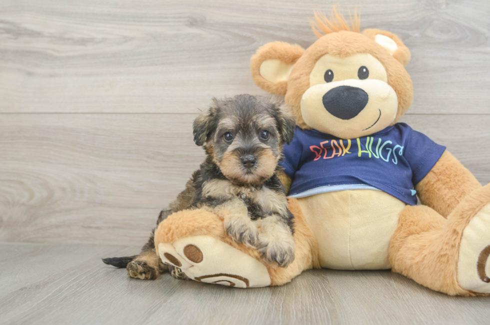 5 week old Mini Schnoodle Puppy For Sale - Pilesgrove Pups