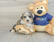 6 week old Mini Schnoodle Puppy For Sale - Pilesgrove Pups