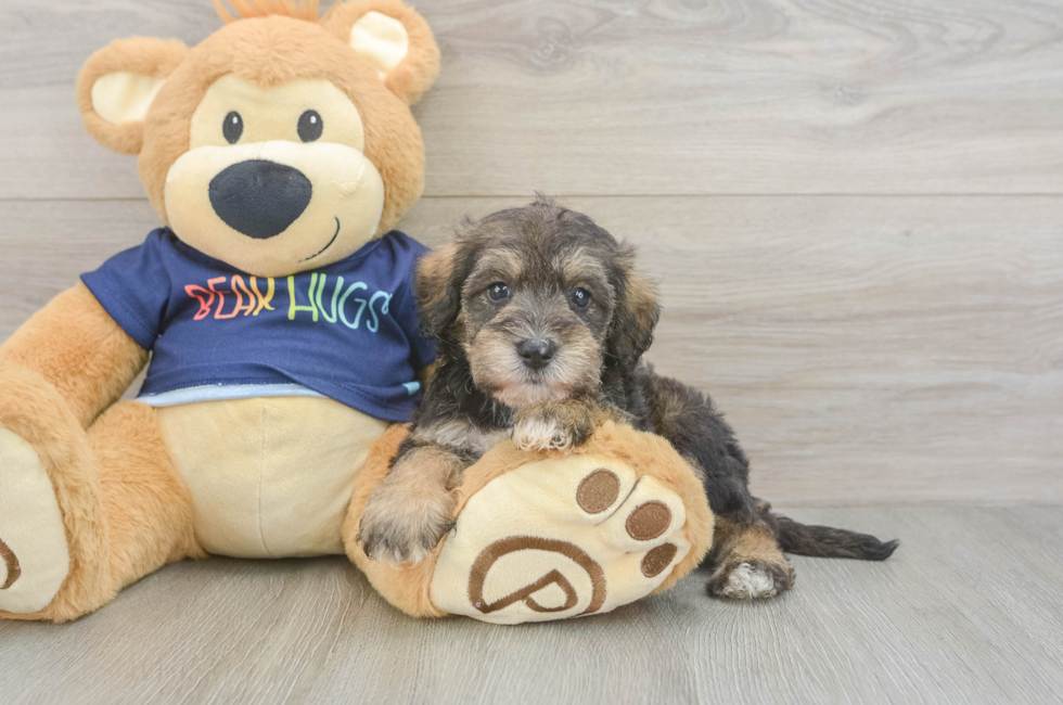 5 week old Mini Schnoodle Puppy For Sale - Pilesgrove Pups