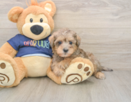 5 week old Mini Schnoodle Puppy For Sale - Pilesgrove Pups