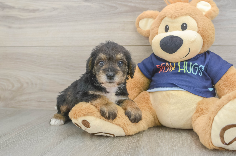5 week old Mini Schnoodle Puppy For Sale - Pilesgrove Pups