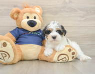 5 week old Mini Schnoodle Puppy For Sale - Pilesgrove Pups