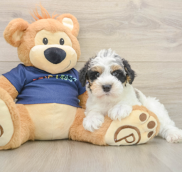 7 week old Mini Schnoodle Puppy For Sale - Pilesgrove Pups