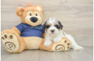Mini Schnoodle Pup Being Cute
