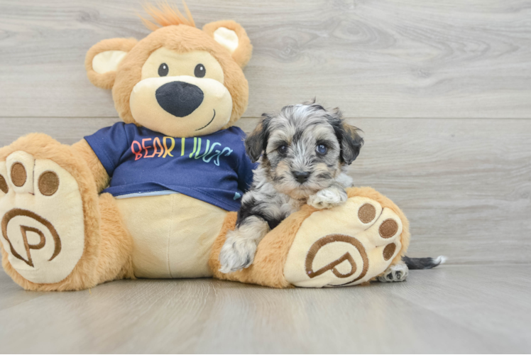 Best Mini Schnoodle Baby