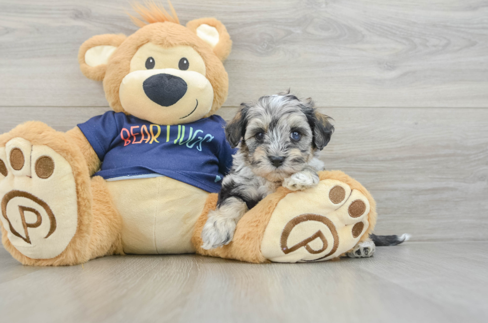 7 week old Mini Schnoodle Puppy For Sale - Pilesgrove Pups