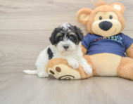 5 week old Mini Schnoodle Puppy For Sale - Pilesgrove Pups