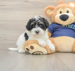 7 week old Mini Schnoodle Puppy For Sale - Pilesgrove Pups
