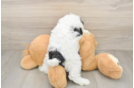 Mini Schnoodle Pup Being Cute