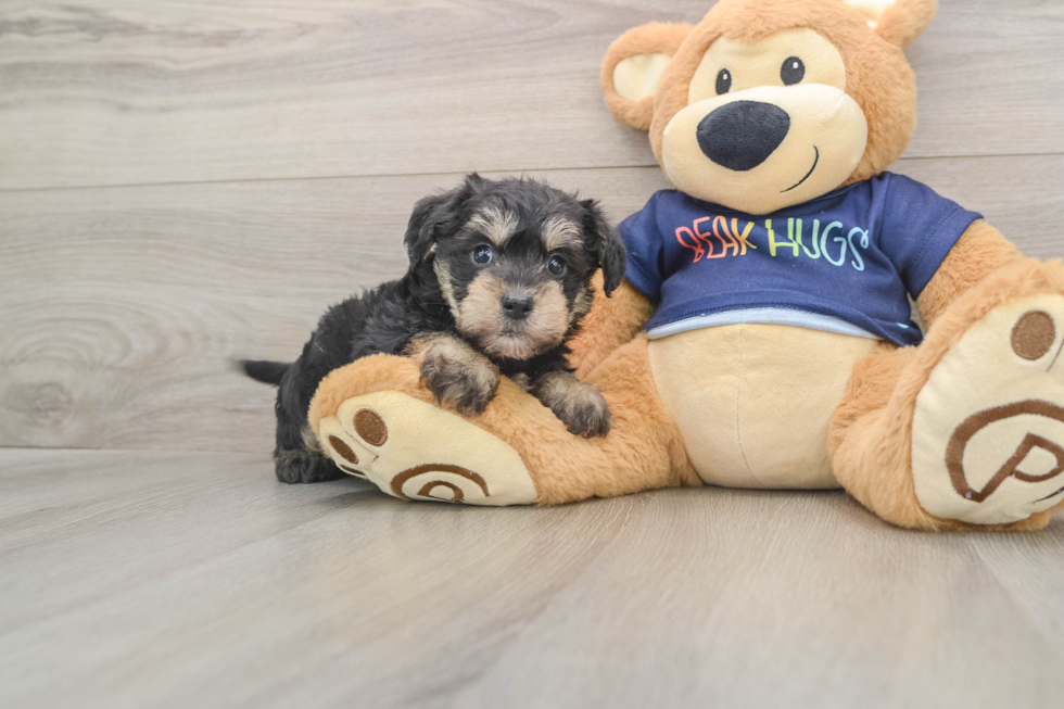 Cute Mini Schnoodle Poodle Mix Pup