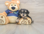 8 week old Mini Schnoodle Puppy For Sale - Pilesgrove Pups