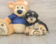5 week old Mini Schnoodle Puppy For Sale - Pilesgrove Pups