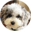 Mini Sheepadoodle Puppy For Sale - Pilesgrove Pups Mini Sheepadoodle Puppy For Sale - Pilesgrove Pups