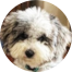 Mini Sheepadoodle Puppies For Sale - Pilesgrove Pups Mini Sheepadoodle Puppies For Sale - Pilesgrove Pups