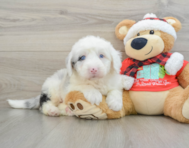 5 week old Mini Sheepadoodle Puppy For Sale - Pilesgrove Pups