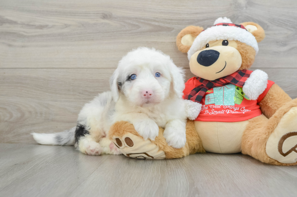 5 week old Mini Sheepadoodle Puppy For Sale - Pilesgrove Pups