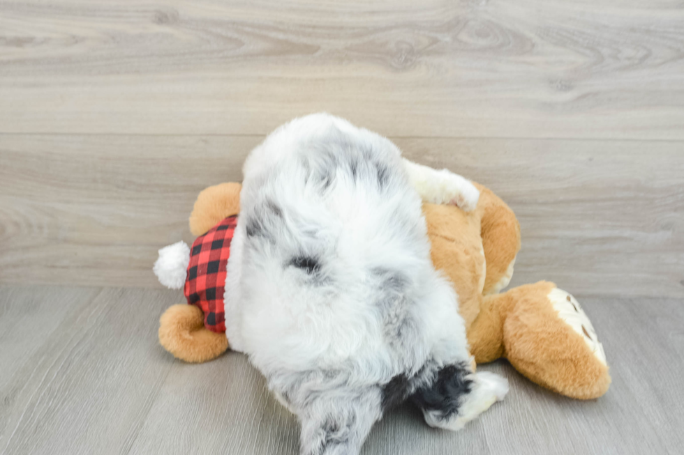 Smart Mini Sheepadoodle Poodle Mix Pup