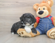 5 week old Mini Sheepadoodle Puppy For Sale - Pilesgrove Pups