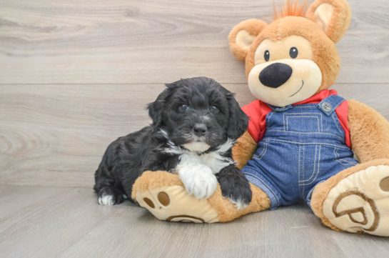 Playful Sheepdoodle Poodle Mix Puppy