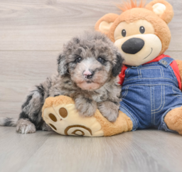 5 week old Mini Sheepadoodle Puppy For Sale - Pilesgrove Pups