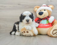 5 week old Mini Sheepadoodle Puppy For Sale - Pilesgrove Pups