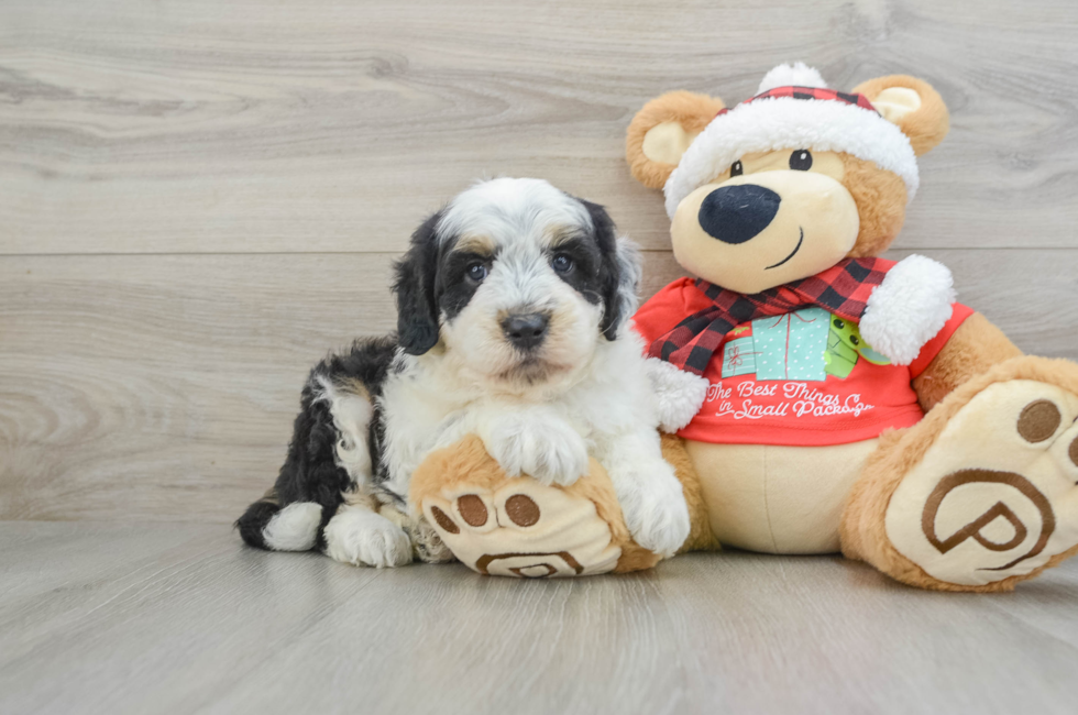 5 week old Mini Sheepadoodle Puppy For Sale - Pilesgrove Pups