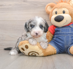 5 week old Mini Sheepadoodle Puppy For Sale - Pilesgrove Pups