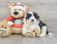 5 week old Mini Sheepadoodle Puppy For Sale - Pilesgrove Pups