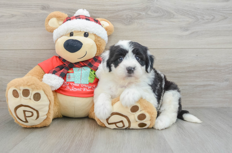 5 week old Mini Sheepadoodle Puppy For Sale - Pilesgrove Pups