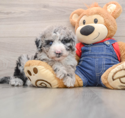 6 week old Mini Sheepadoodle Puppy For Sale - Pilesgrove Pups
