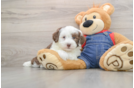 Smart Mini Sheepadoodle Poodle Mix Pup